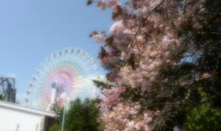 鱼跃在花见 鱼跃在花见